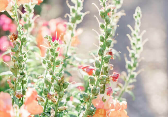 flowers-in-europe flowers-in-europe
